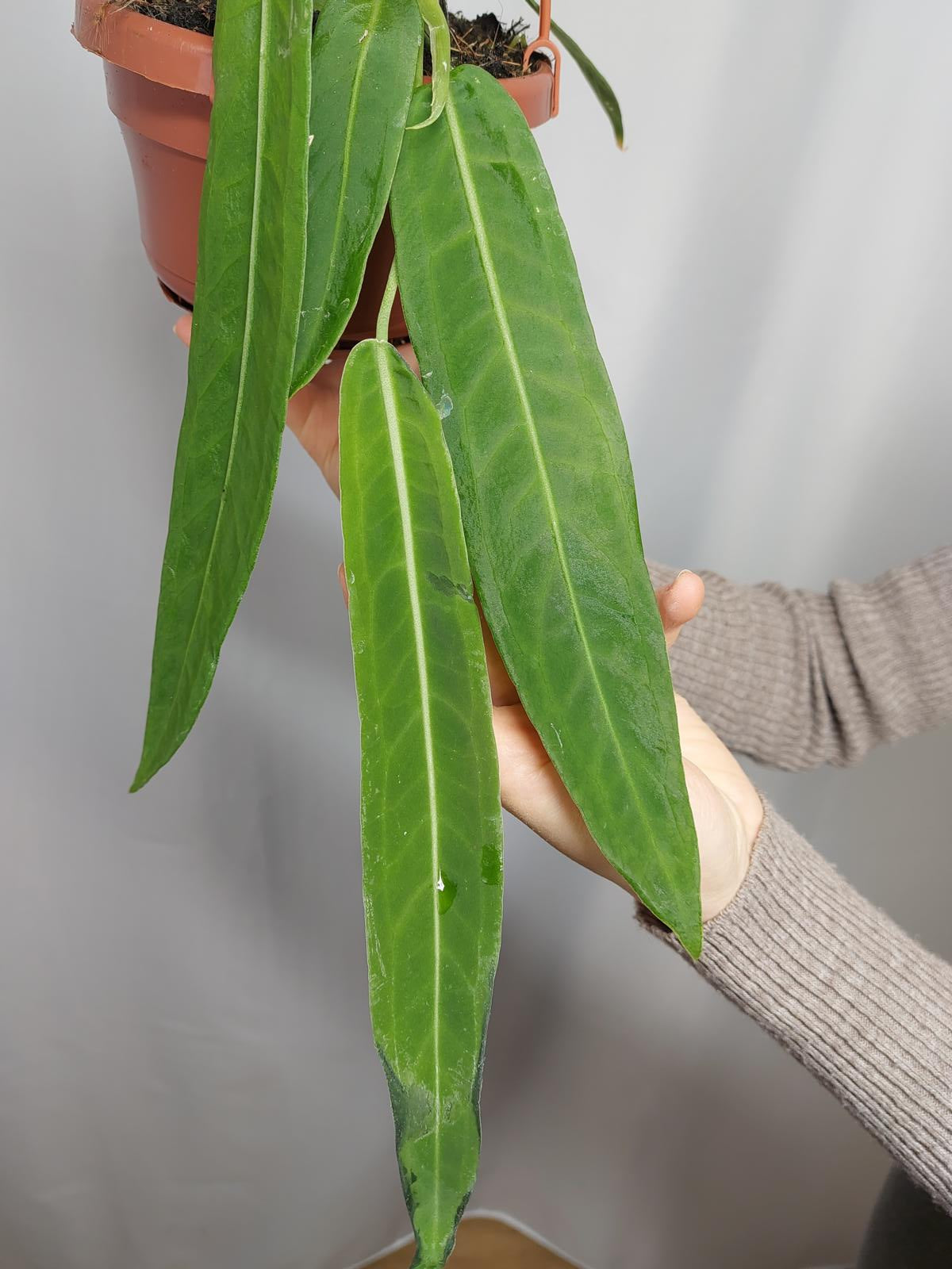 Anthurium Pallidiflorum