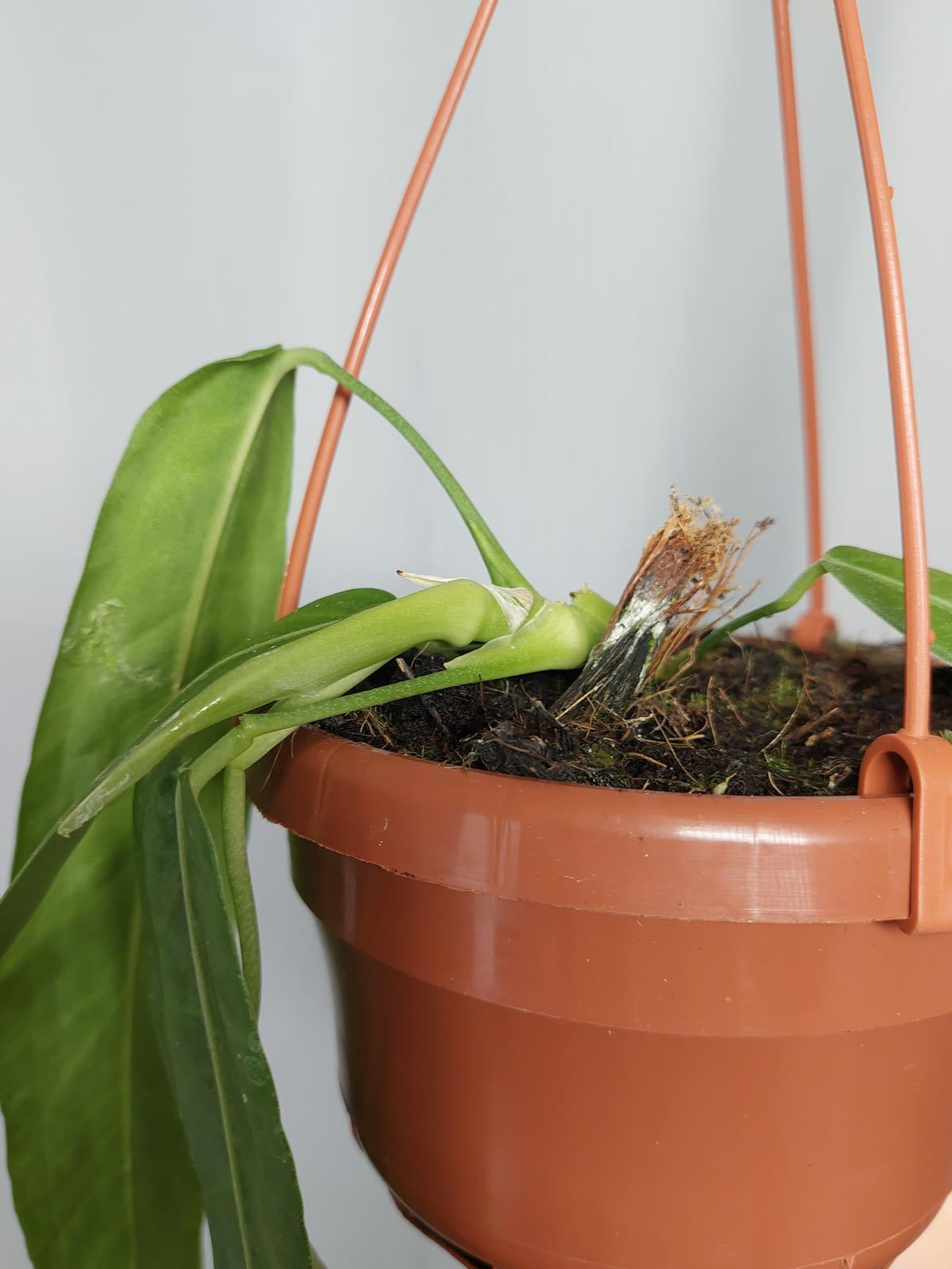 Anthurium Pallidiflorum