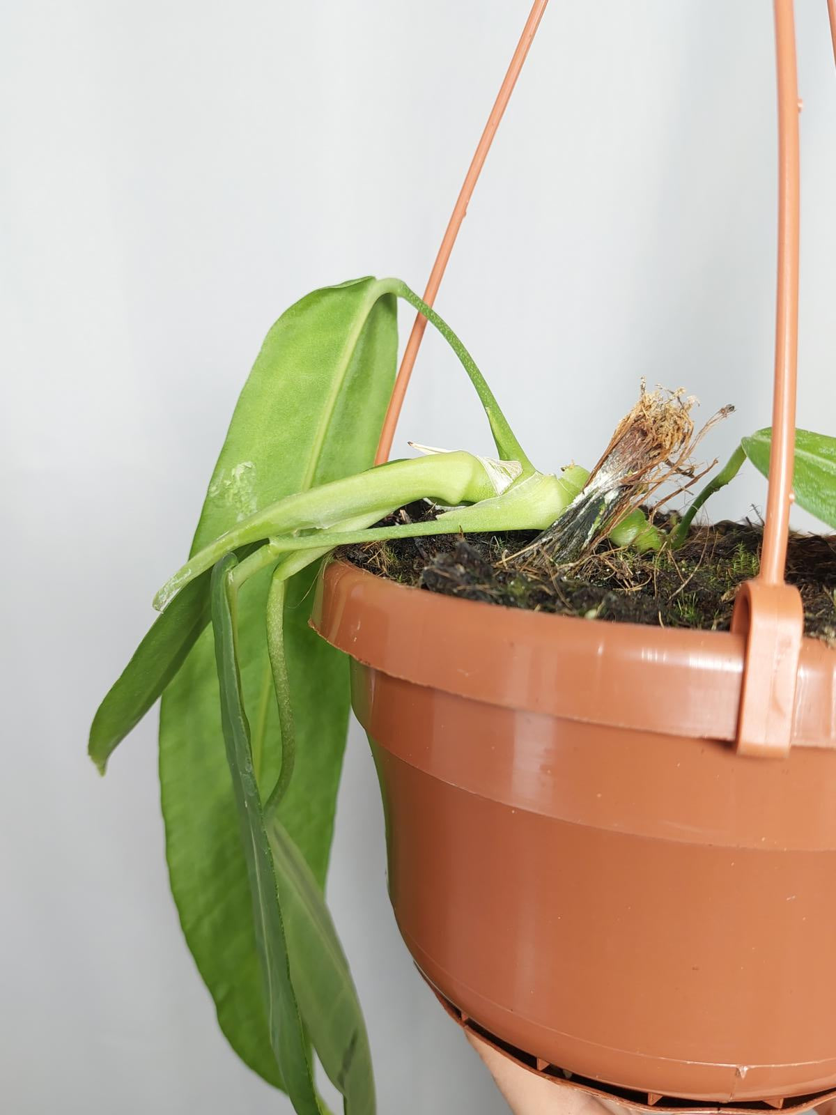 Anthurium Pallidiflorum