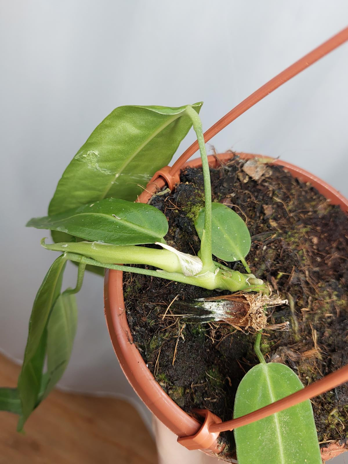 Anthurium Pallidiflorum