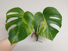 Monstera Aurea Steckling