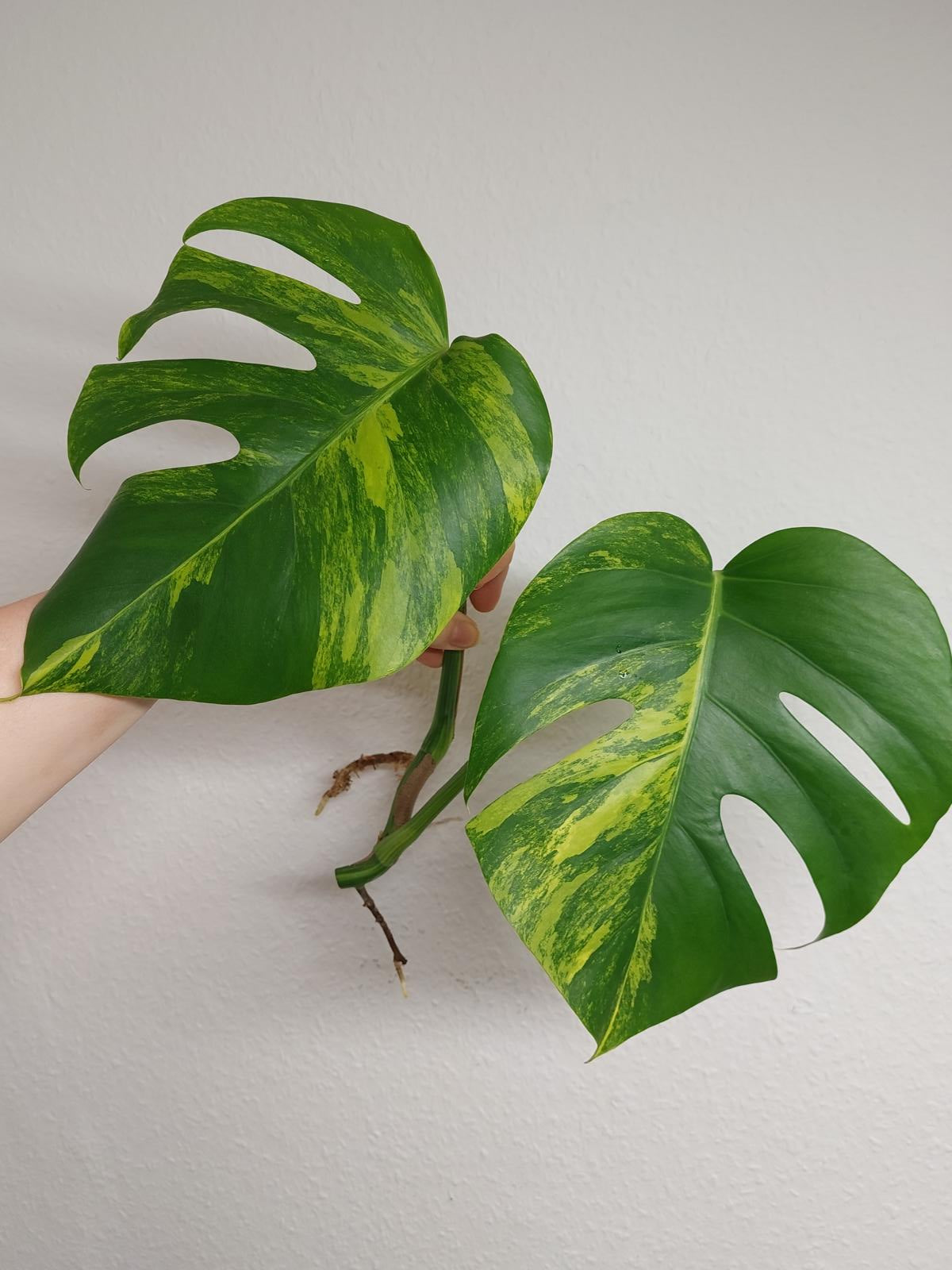 Monstera Aurea Steckling