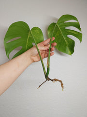 Monstera Aurea Steckling