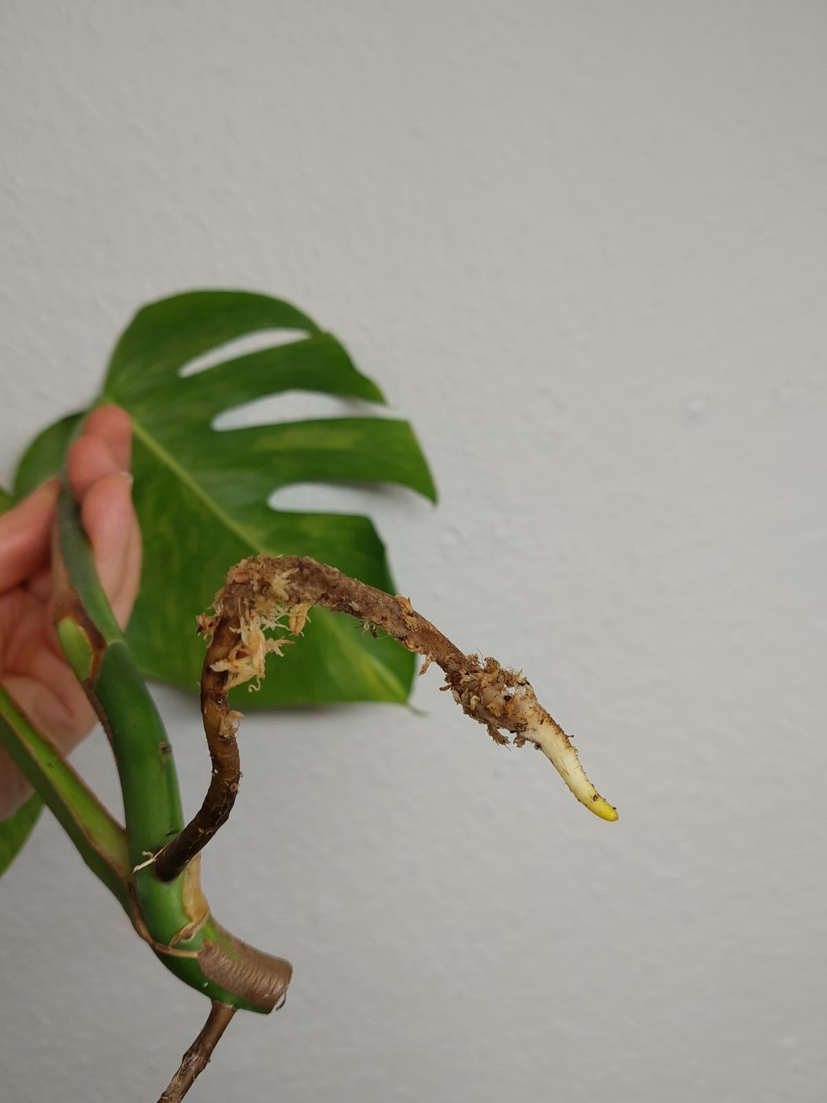 Monstera Aurea Steckling