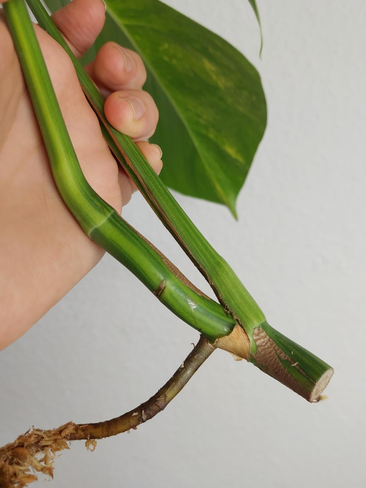 Monstera Aurea Steckling