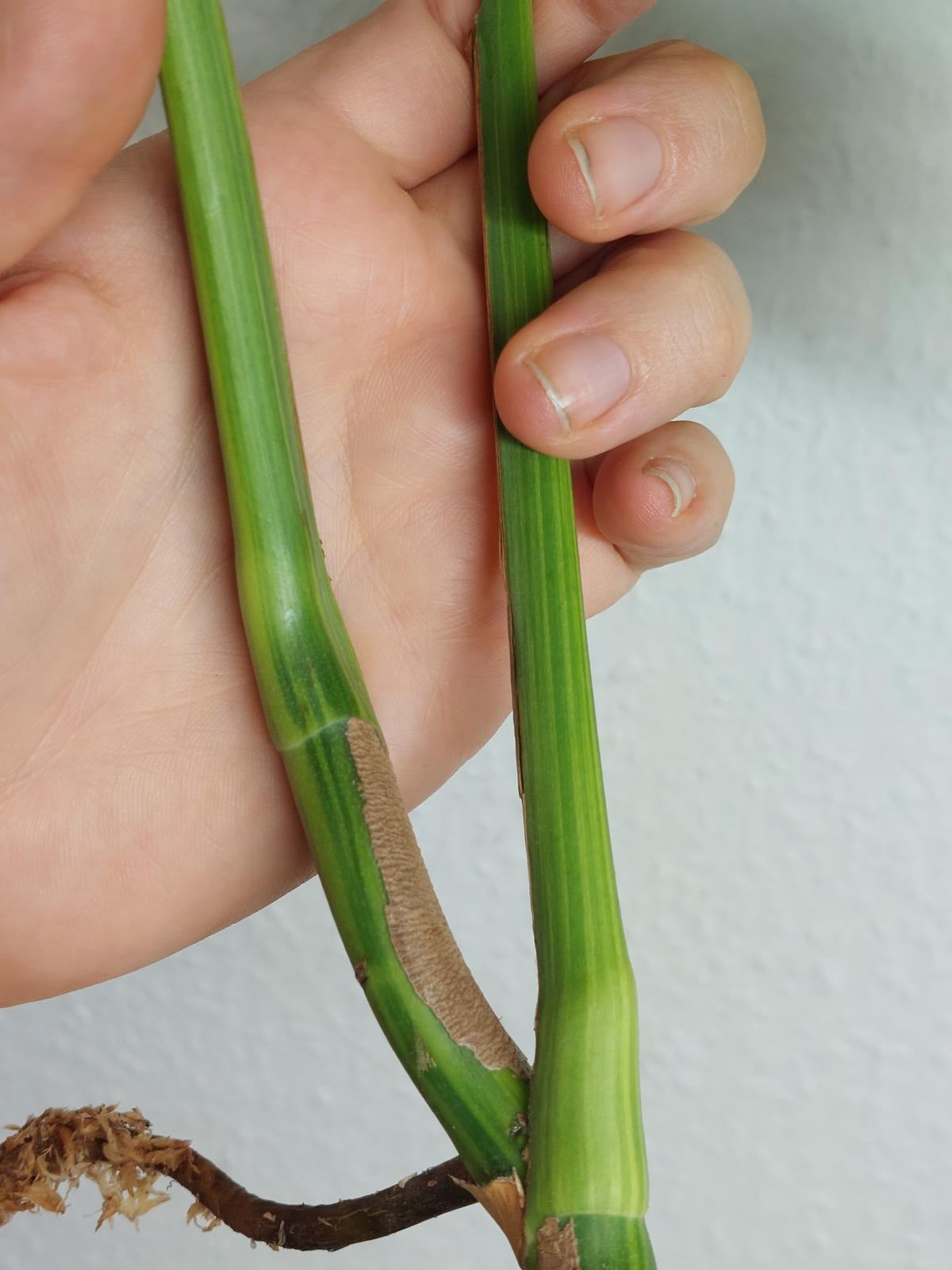 Monstera Aurea Steckling