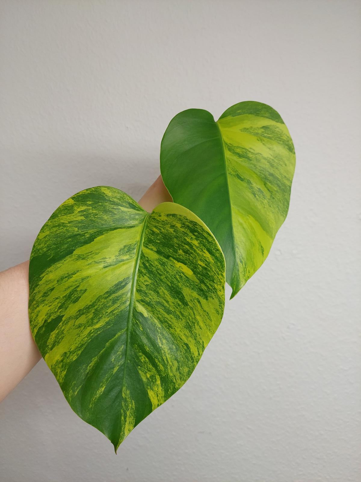 Monstera Aurea Steckling