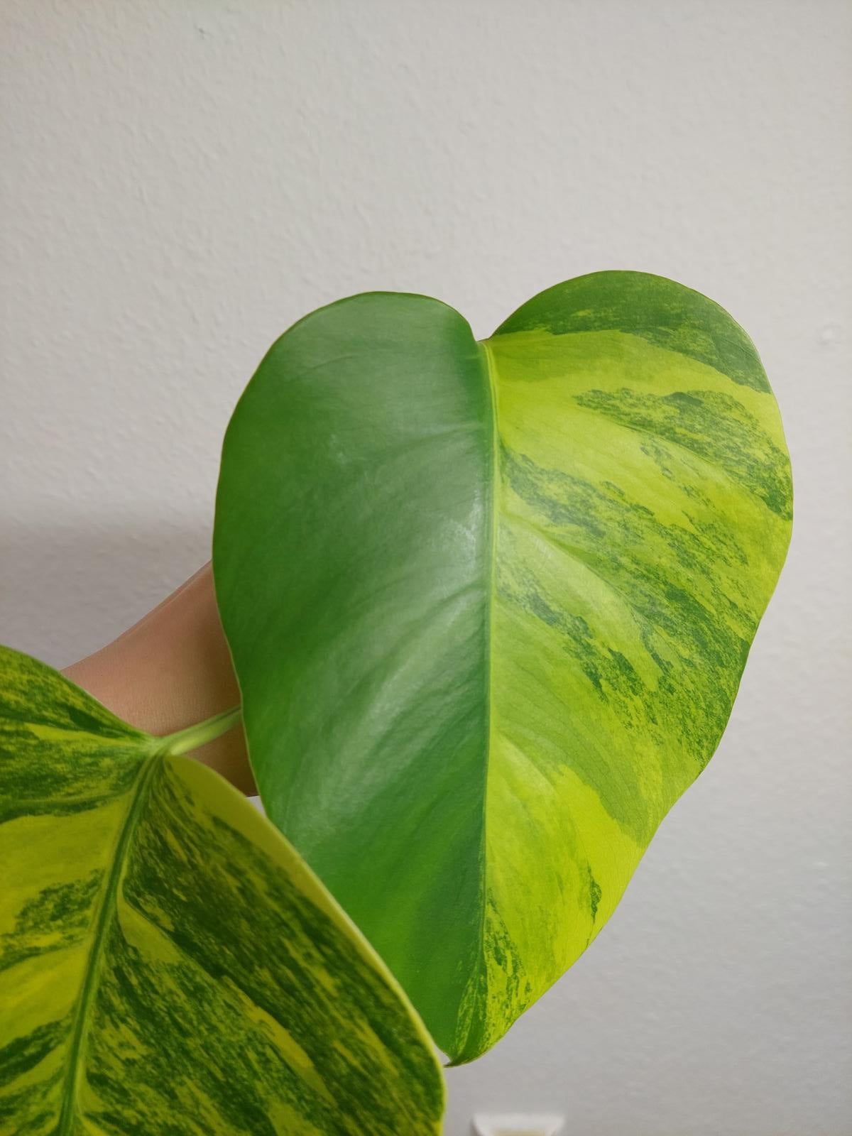 Monstera Aurea Steckling