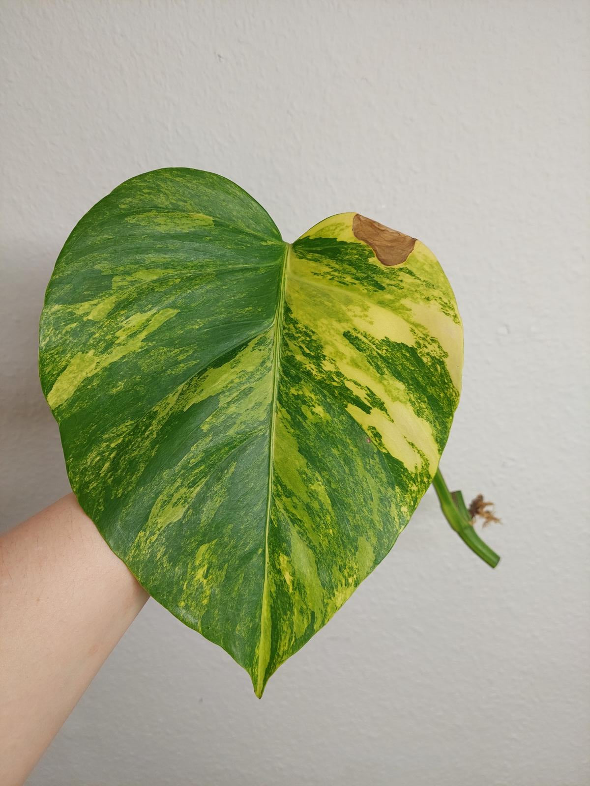 Monstera Aurea Steckling