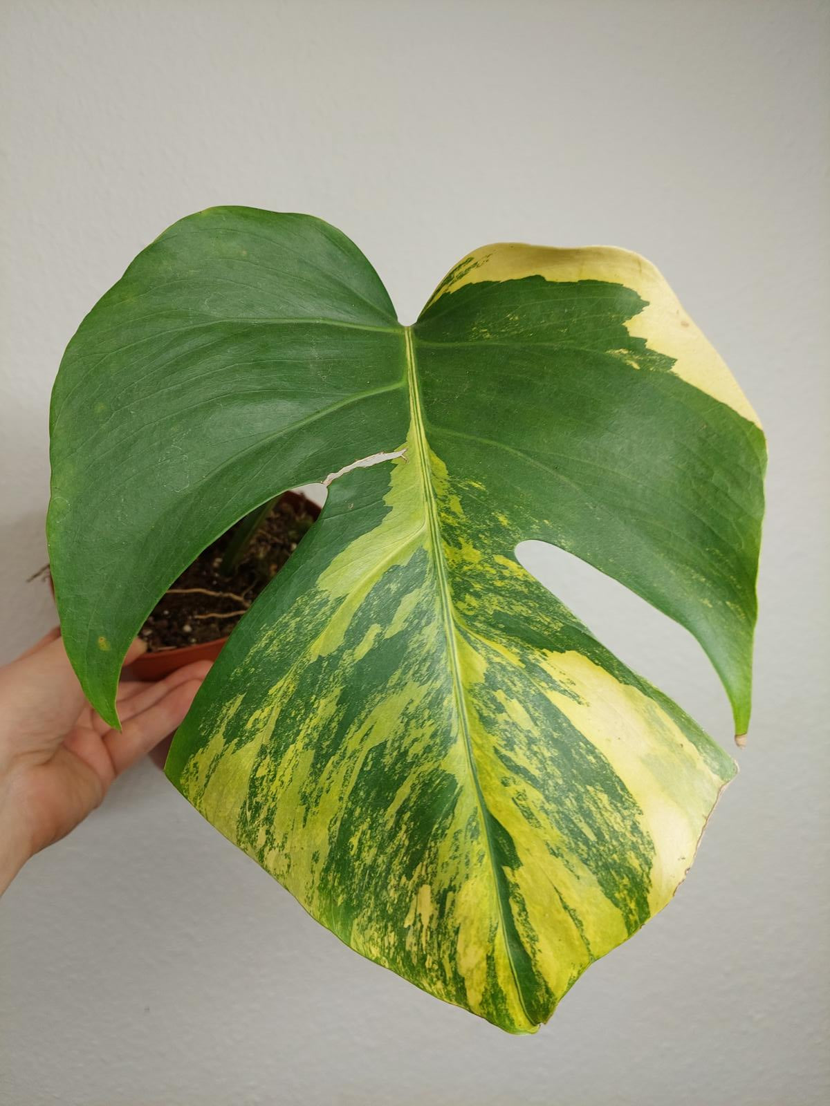 Monstera Aurea Steckling