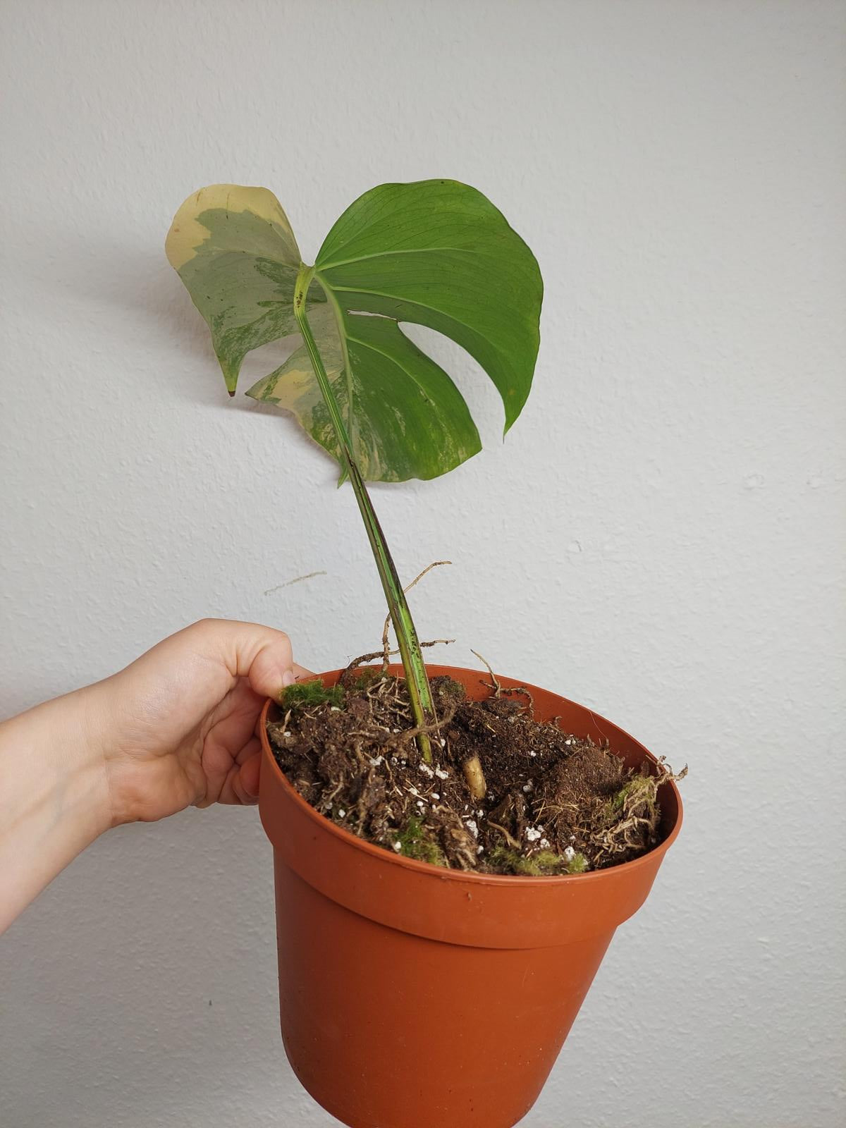 Monstera Aurea Steckling