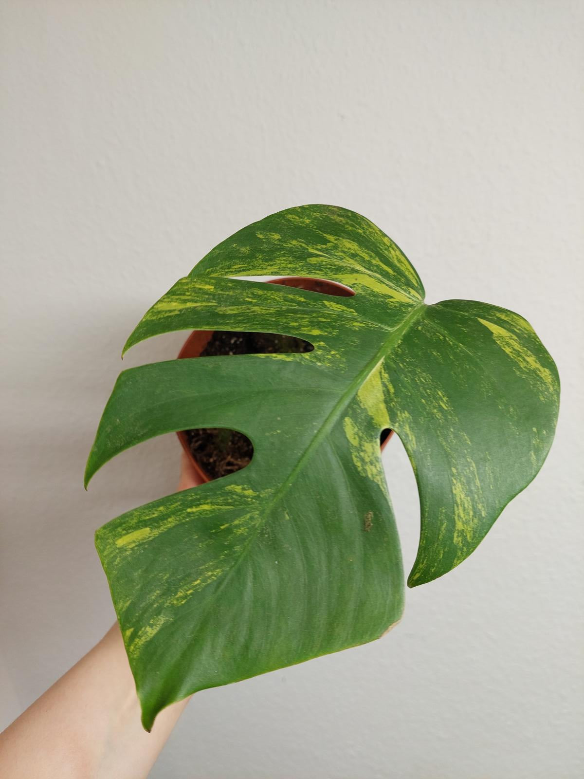 Monstera Aurea Steckling