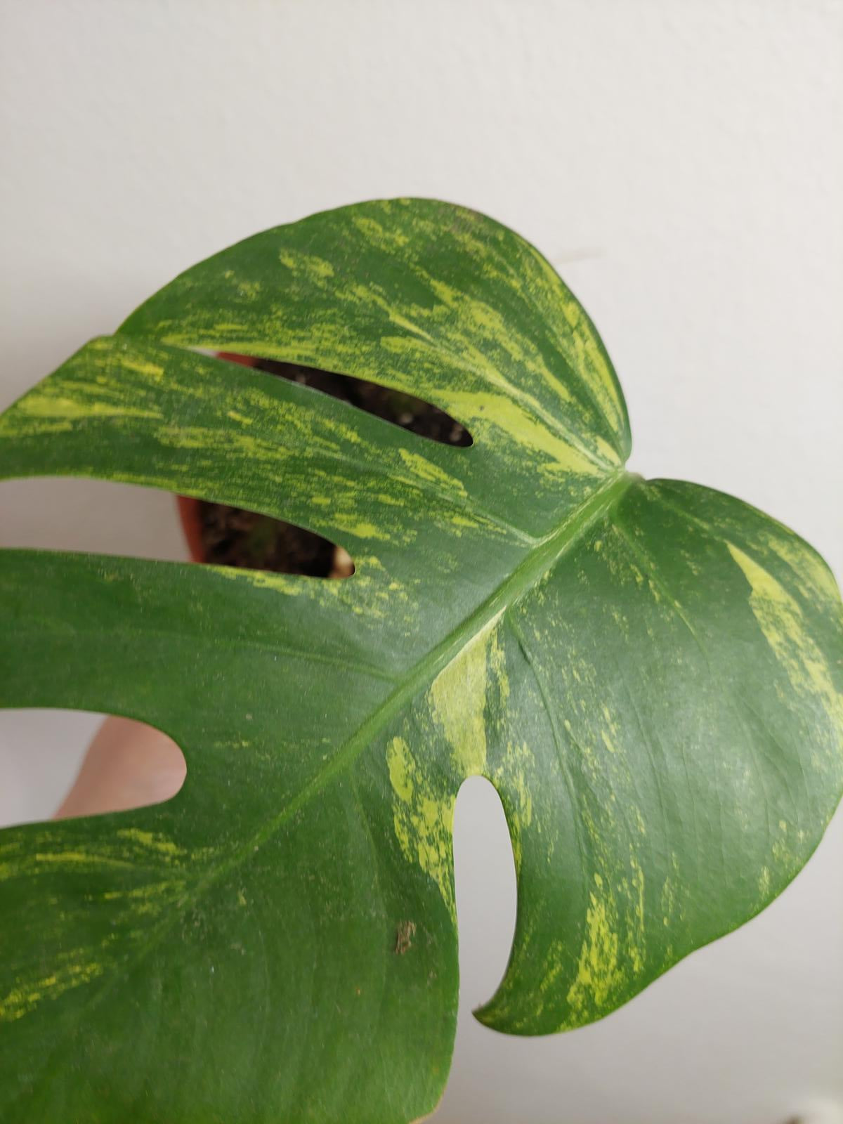 Monstera Aurea Steckling