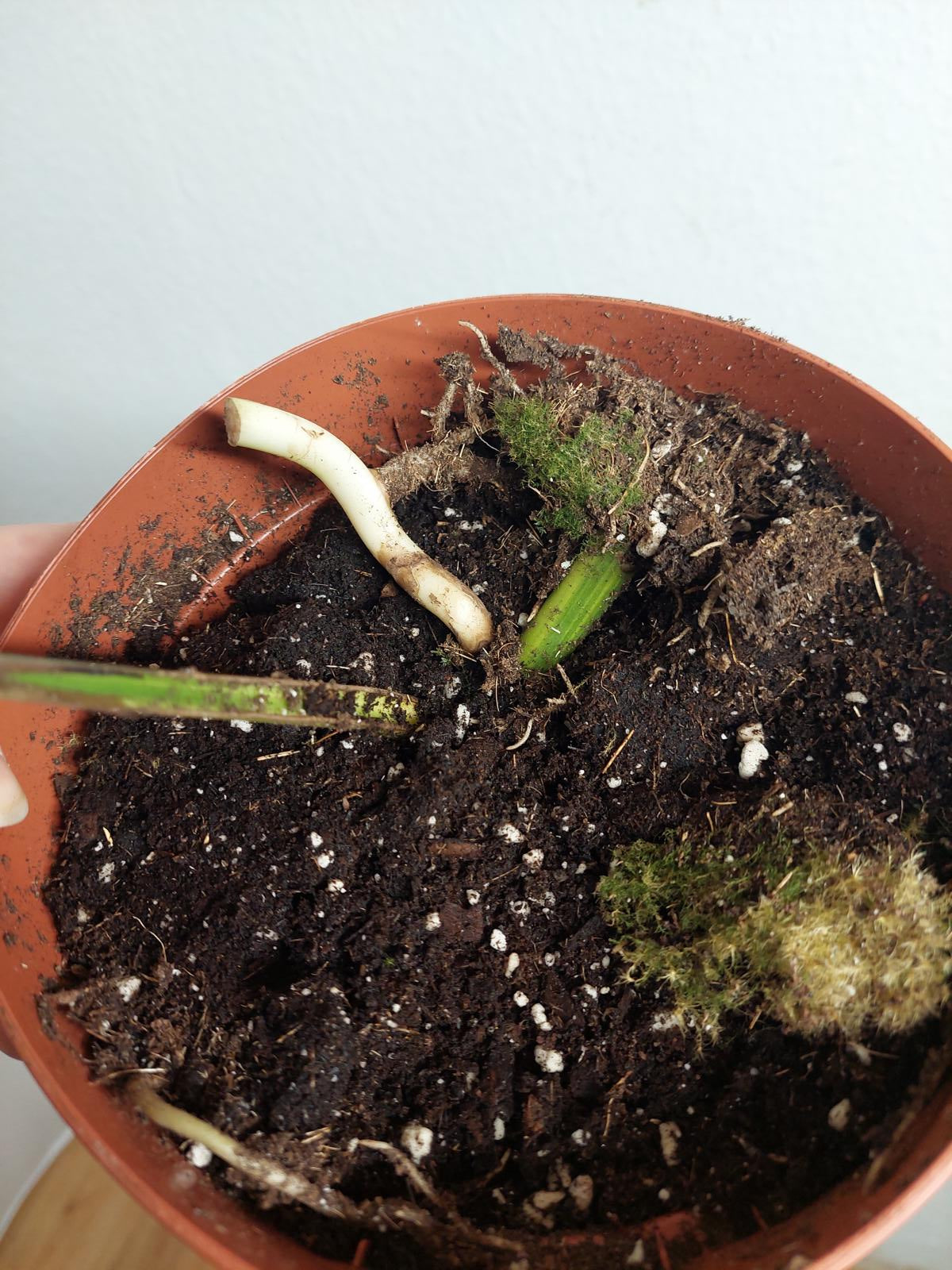 Monstera Aurea Steckling