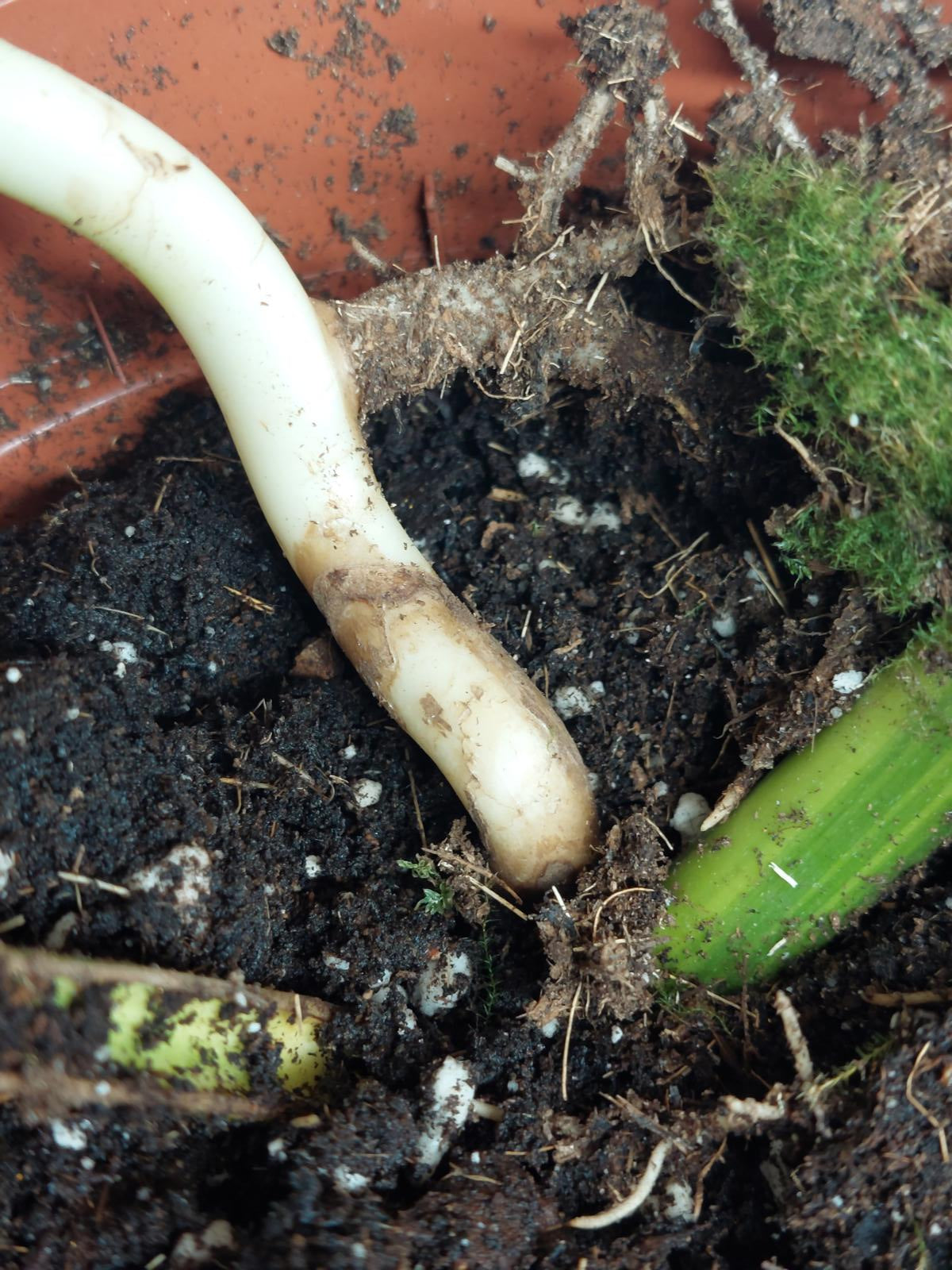 Monstera Aurea Steckling