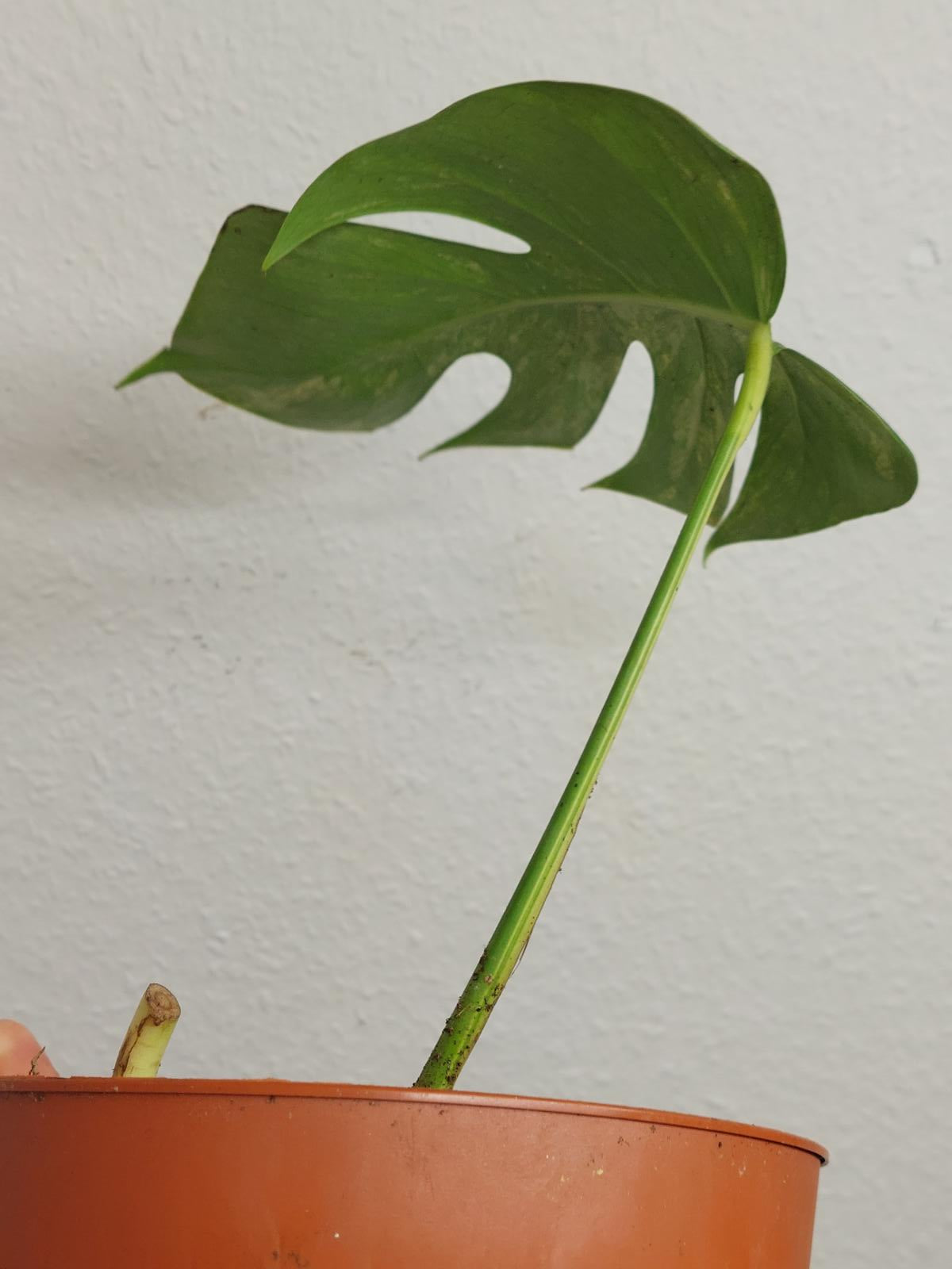 Monstera Aurea Steckling