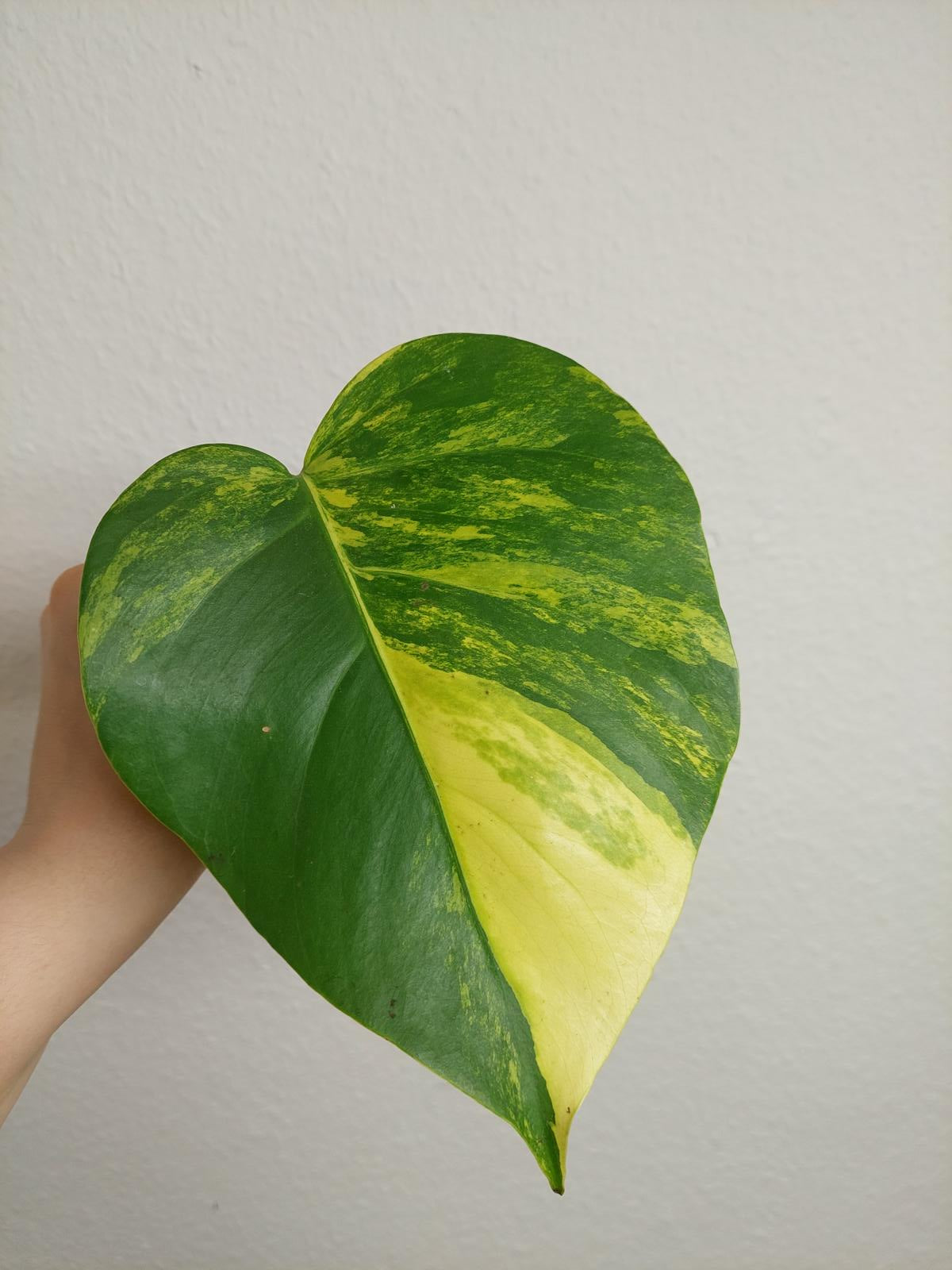 Monstera Aurea Steckling