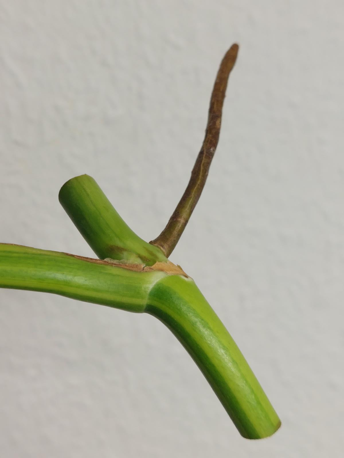 Monstera Aurea Steckling