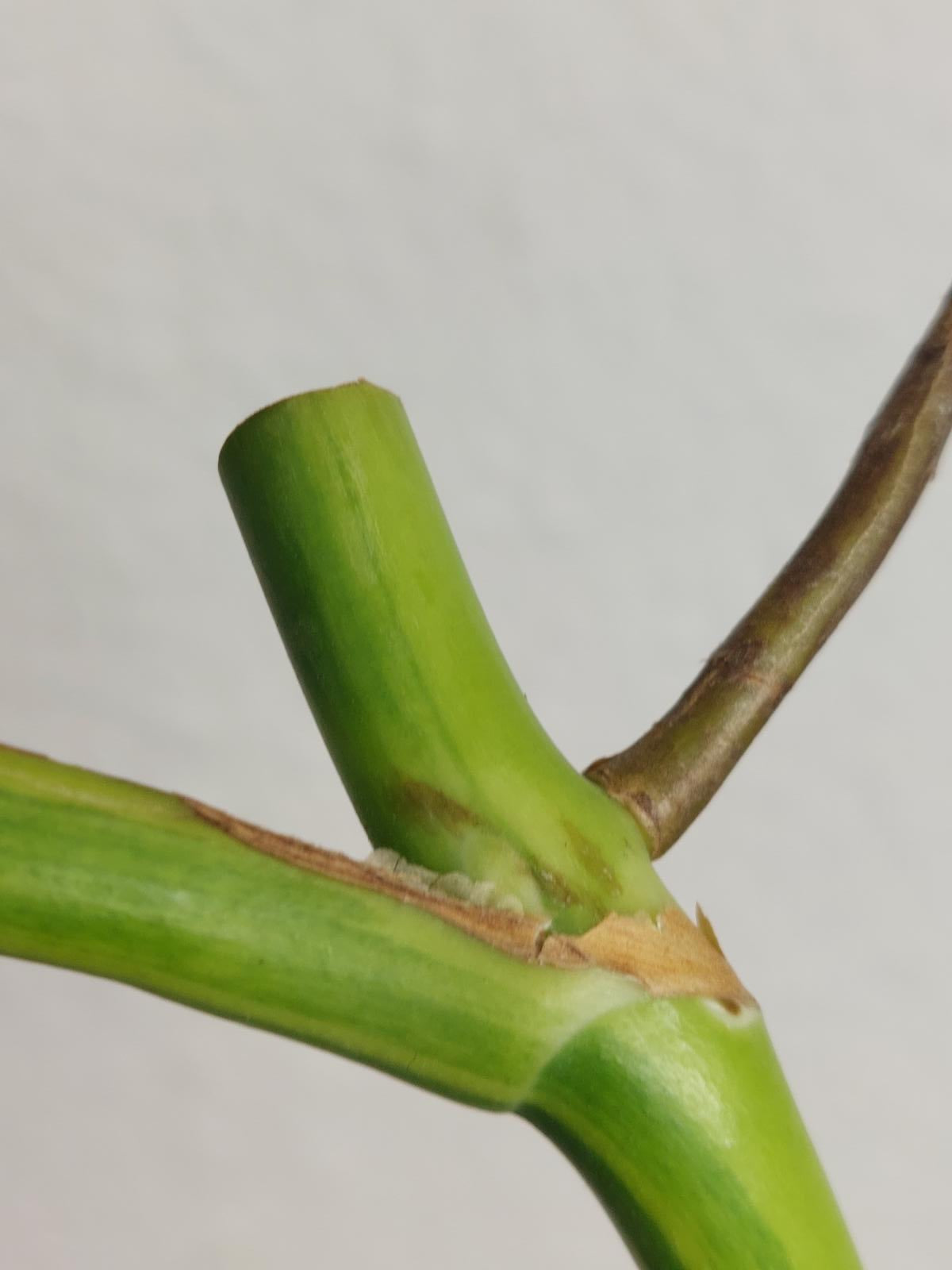 Monstera Aurea Steckling