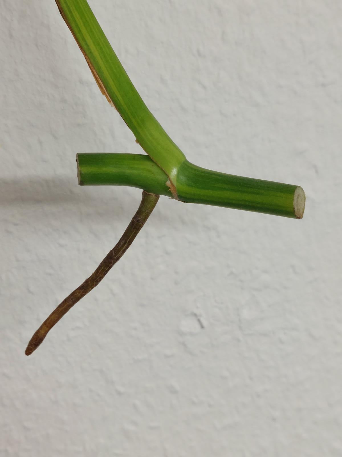 Monstera Aurea Steckling