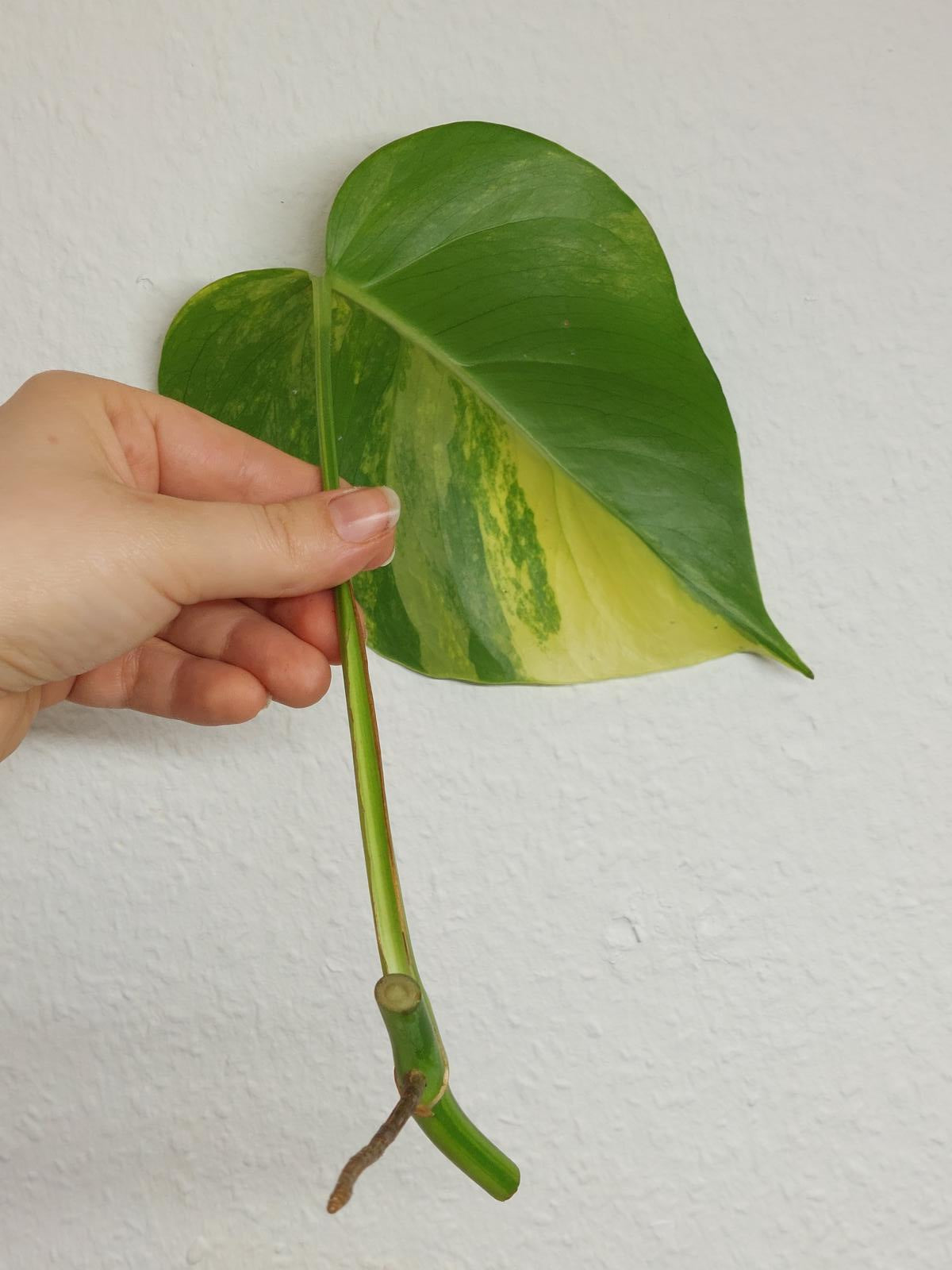 Monstera Aurea Steckling