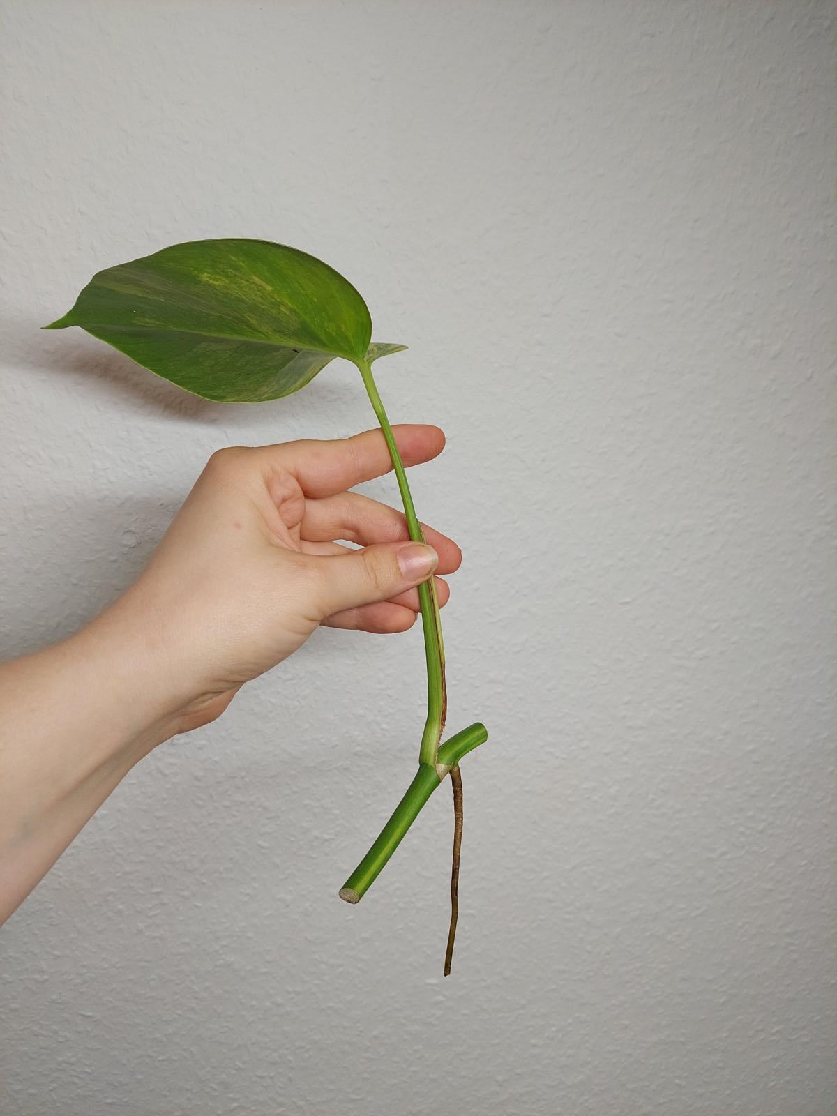 Monstera Aurea Steckling