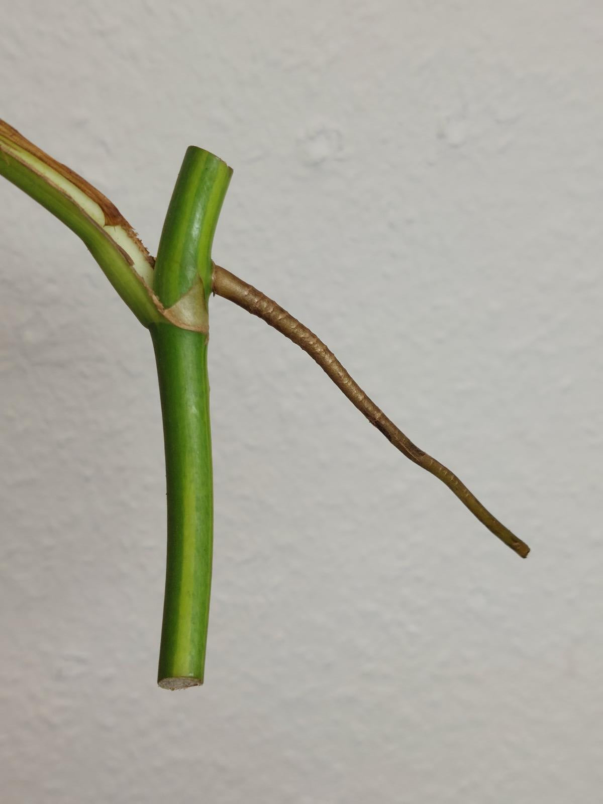 Monstera Aurea Steckling