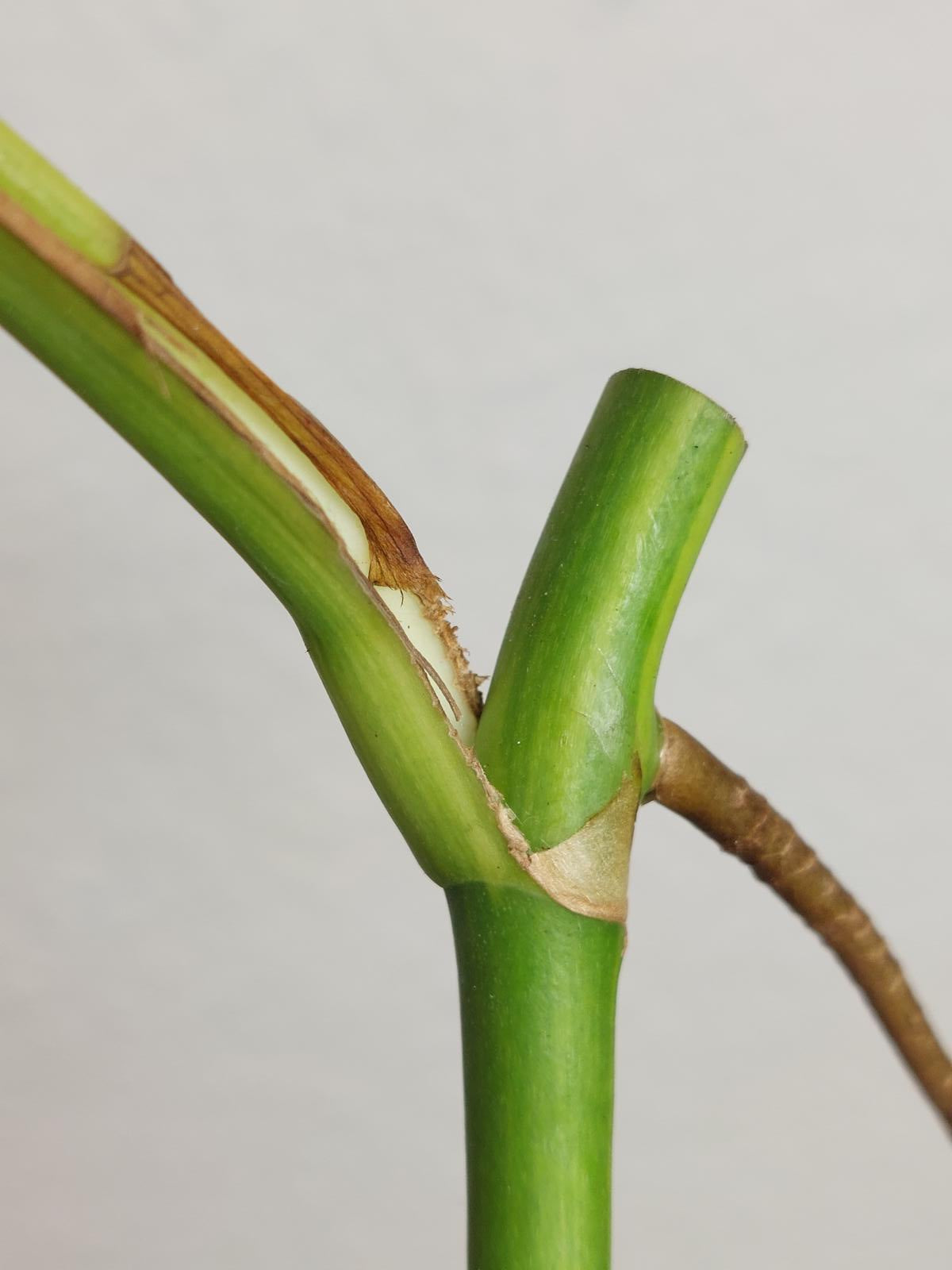 Monstera Aurea Steckling