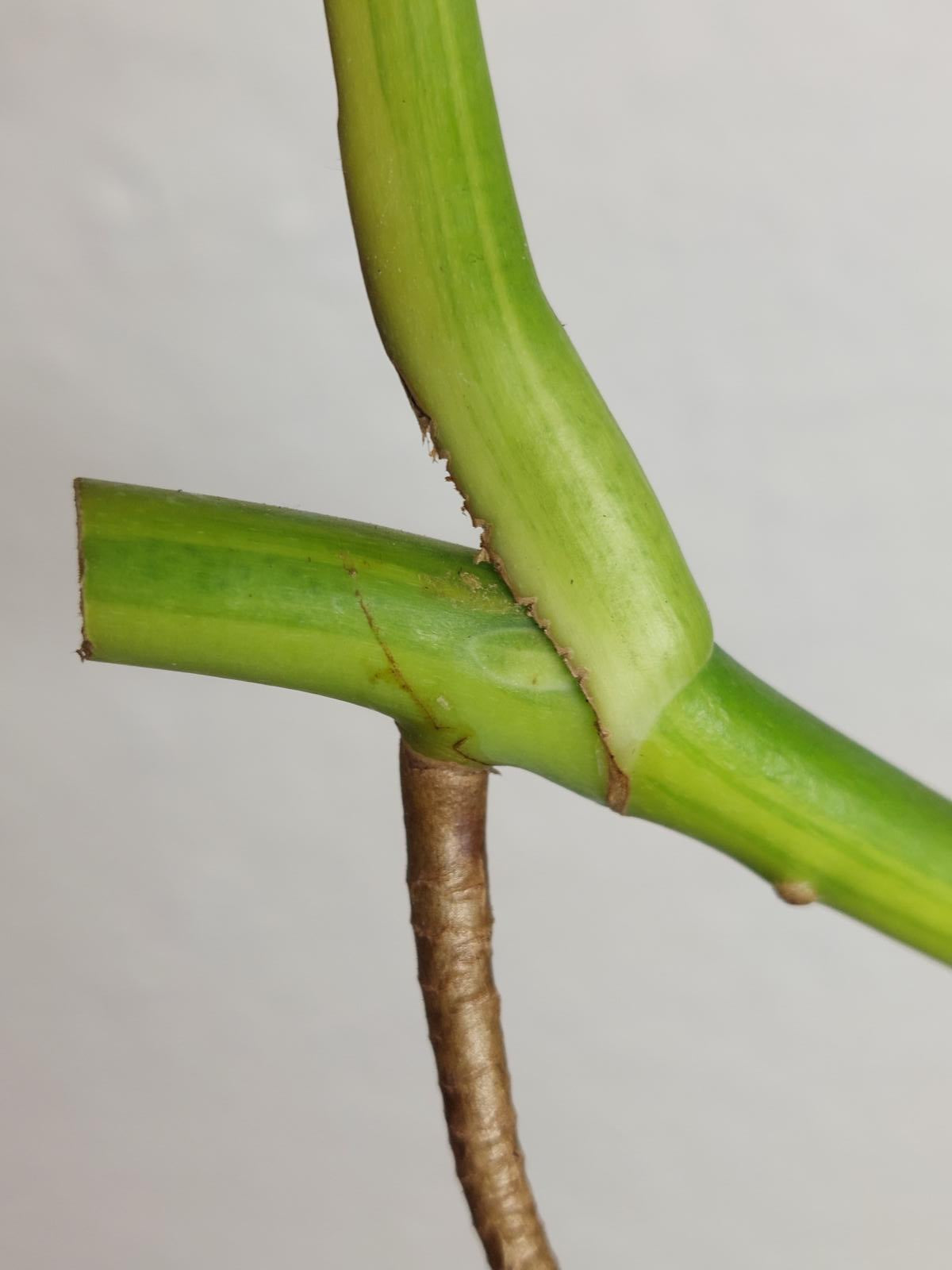 Monstera Aurea Steckling