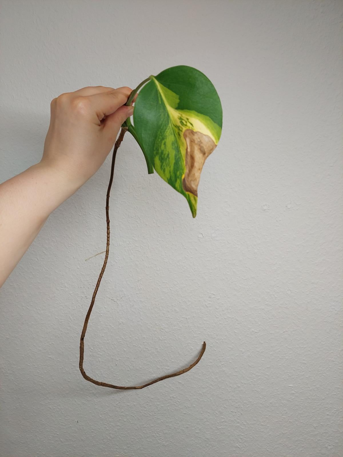 Monstera Aurea Steckling