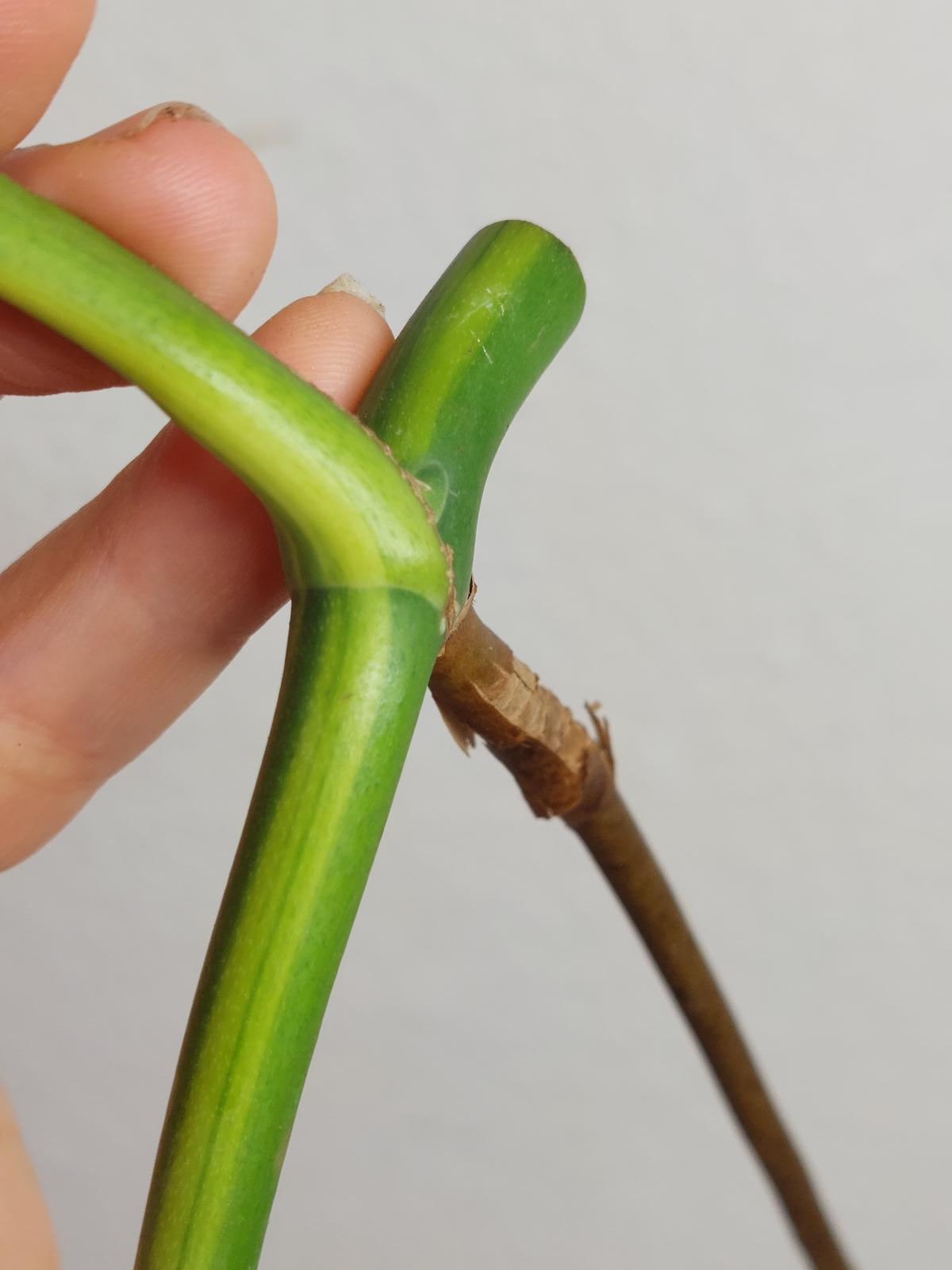 Monstera Aurea Steckling