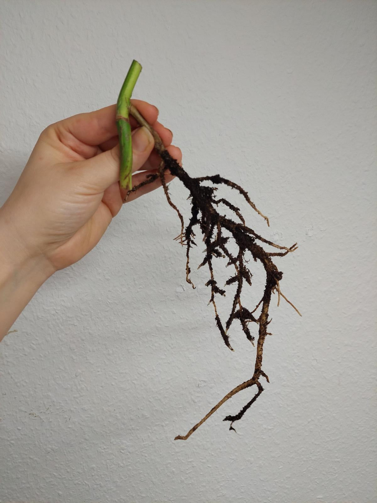 Monstera Aurea Steckling