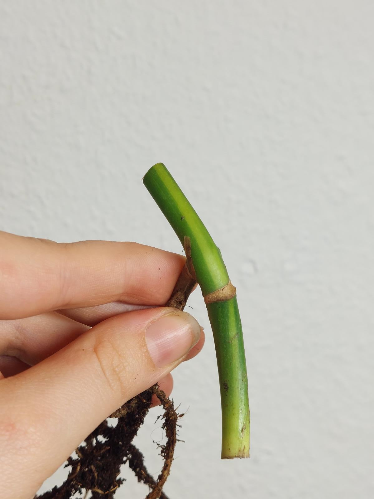 Monstera Aurea Steckling