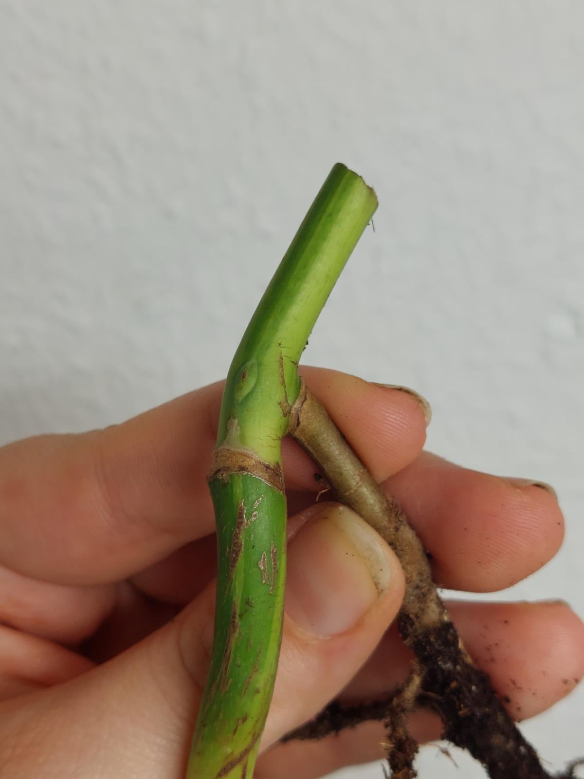 Monstera Aurea Steckling