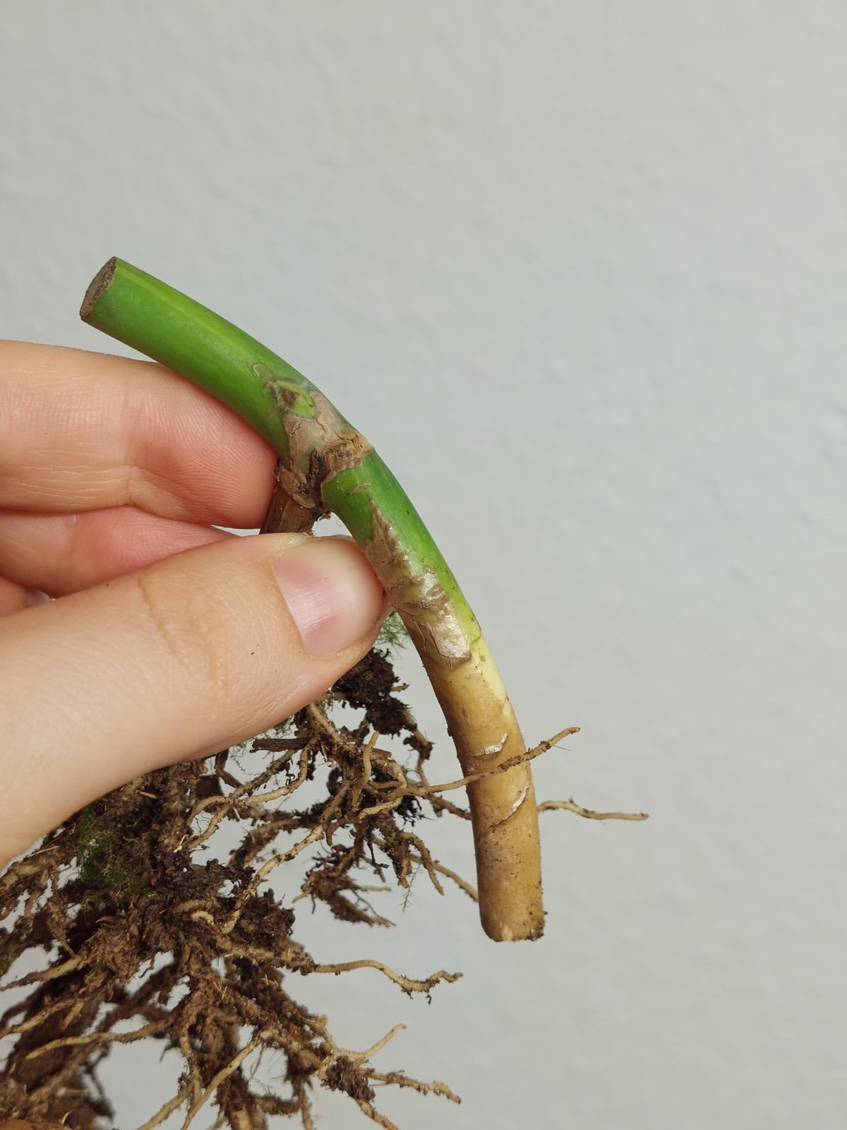 Monstera Aurea Steckling