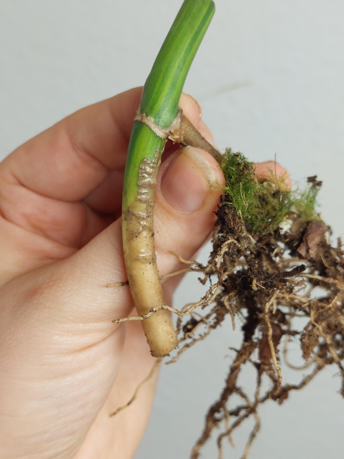 Monstera Aurea Steckling