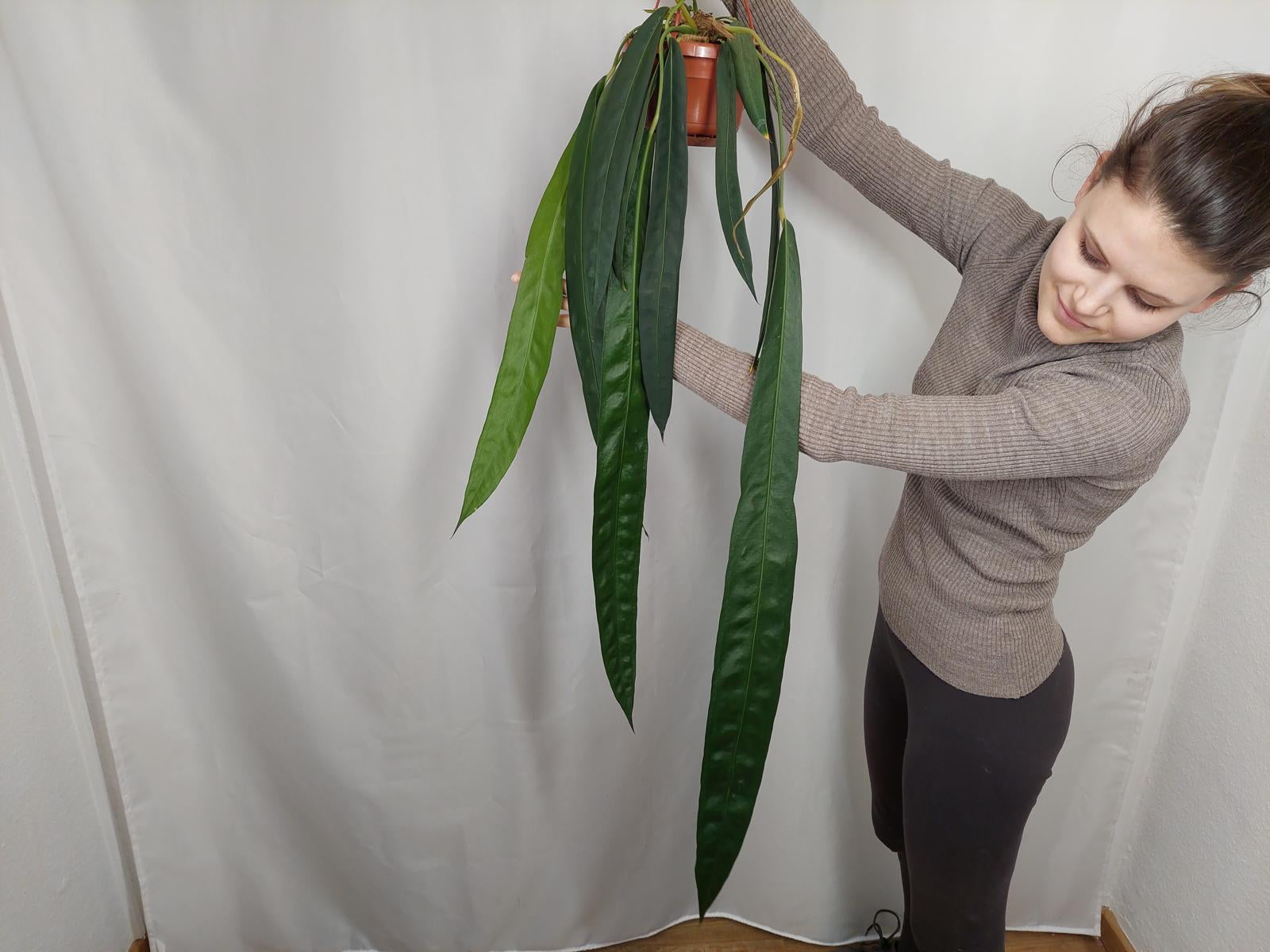 Anthurium Wendlingeri *bald verfügbar*