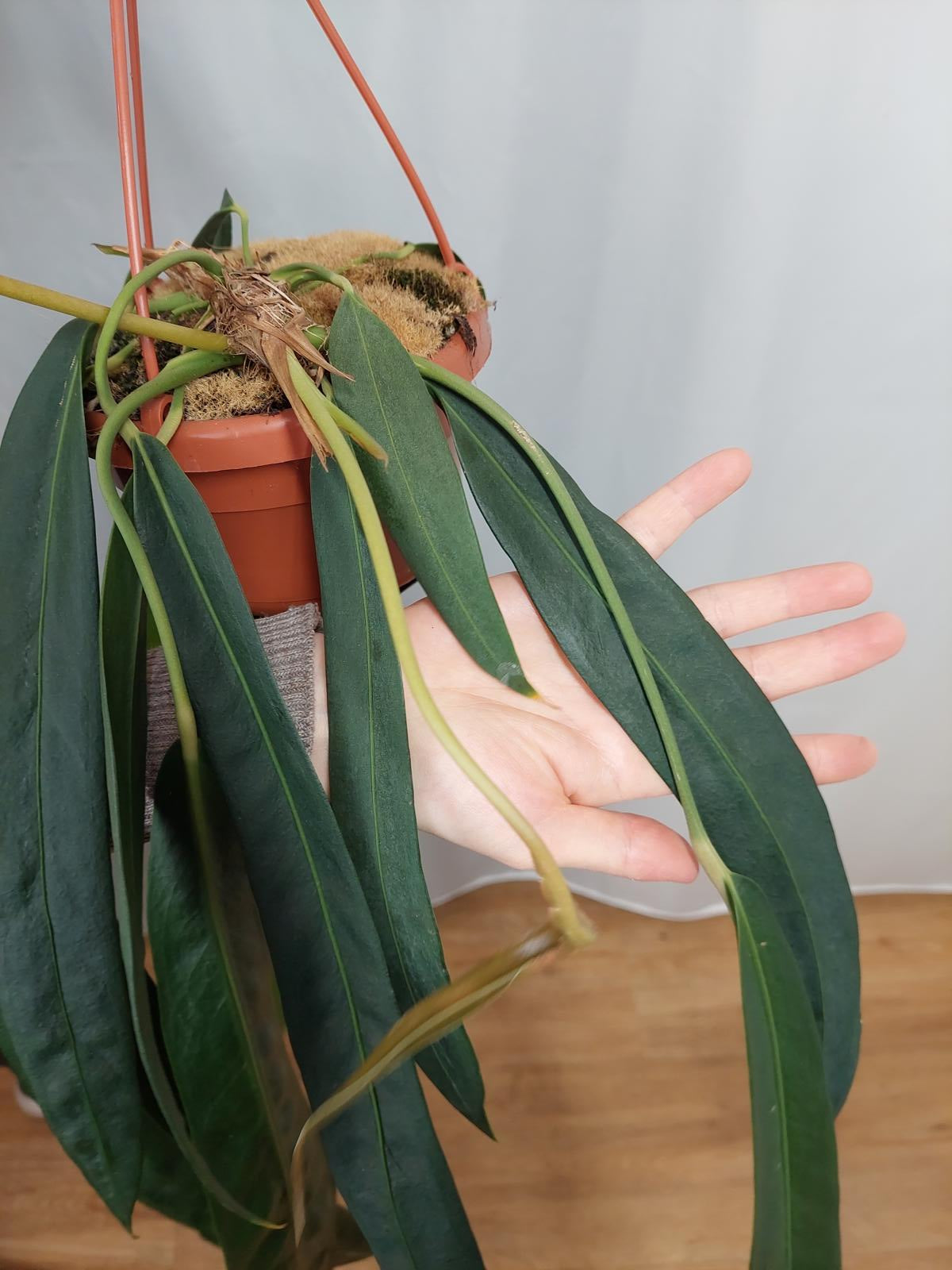 Anthurium Wendlingeri *bald verfügbar*