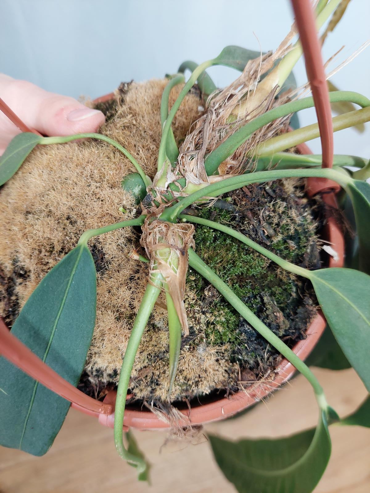 Anthurium Wendlingeri *bald verfügbar*