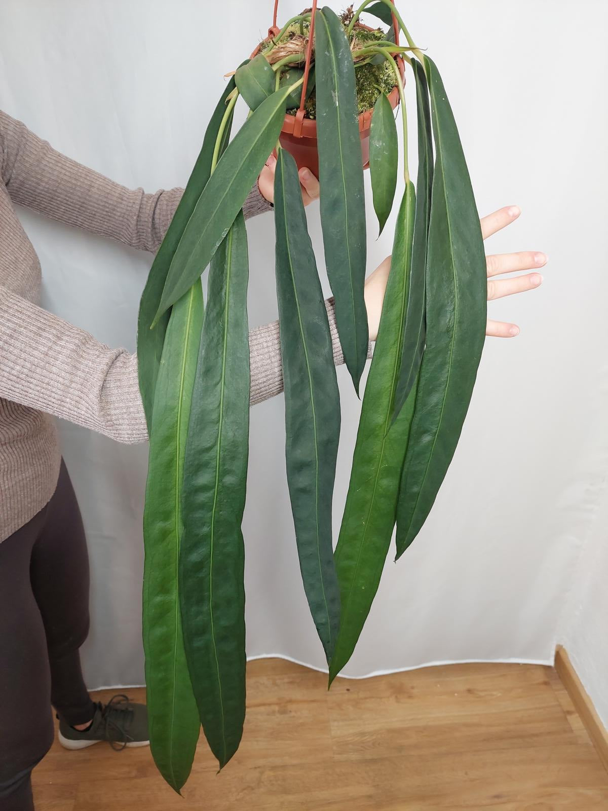 Anthurium Wendlingeri *bald verfügbar*