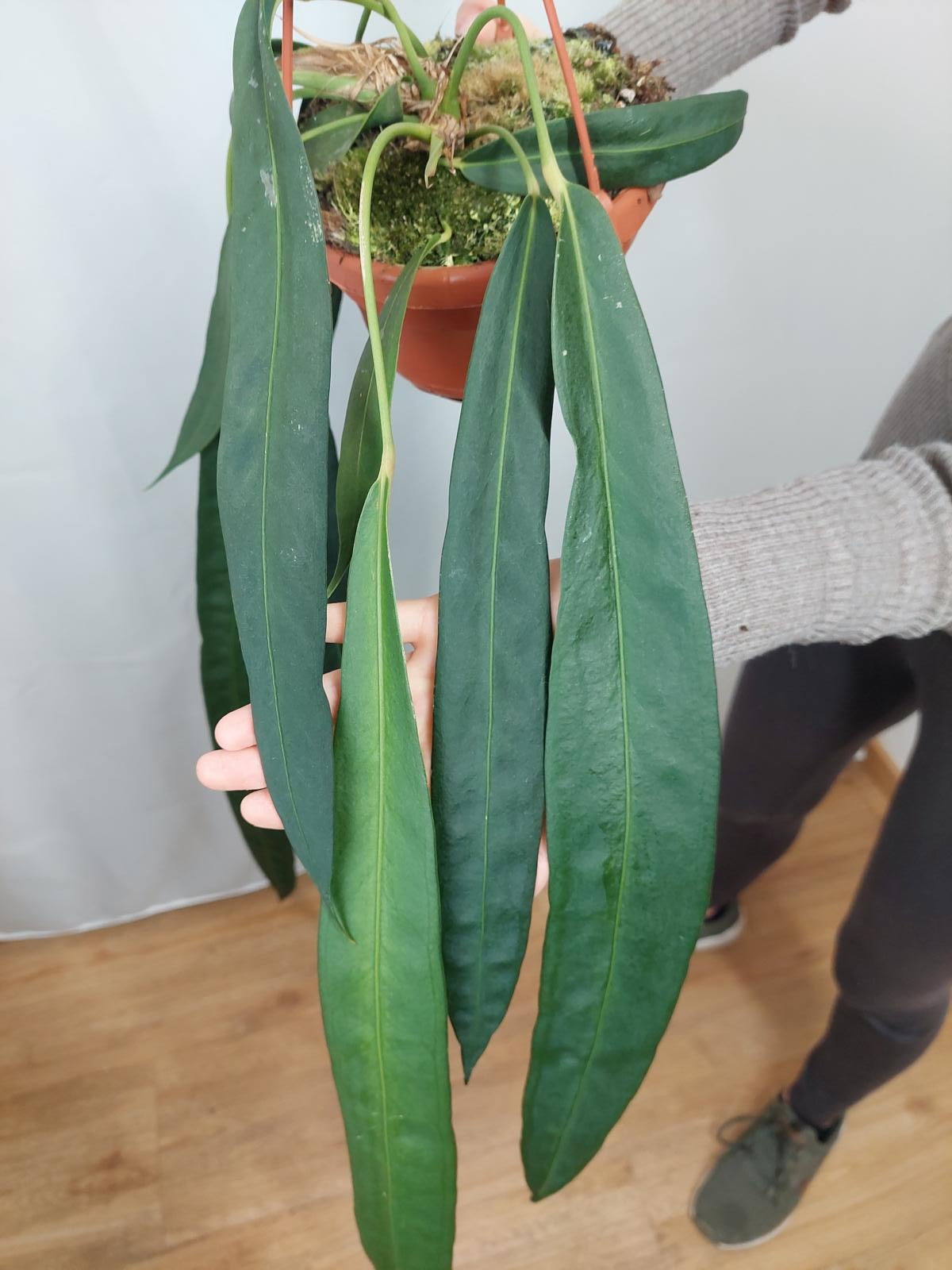 Anthurium Wendlingeri *bald verfügbar*