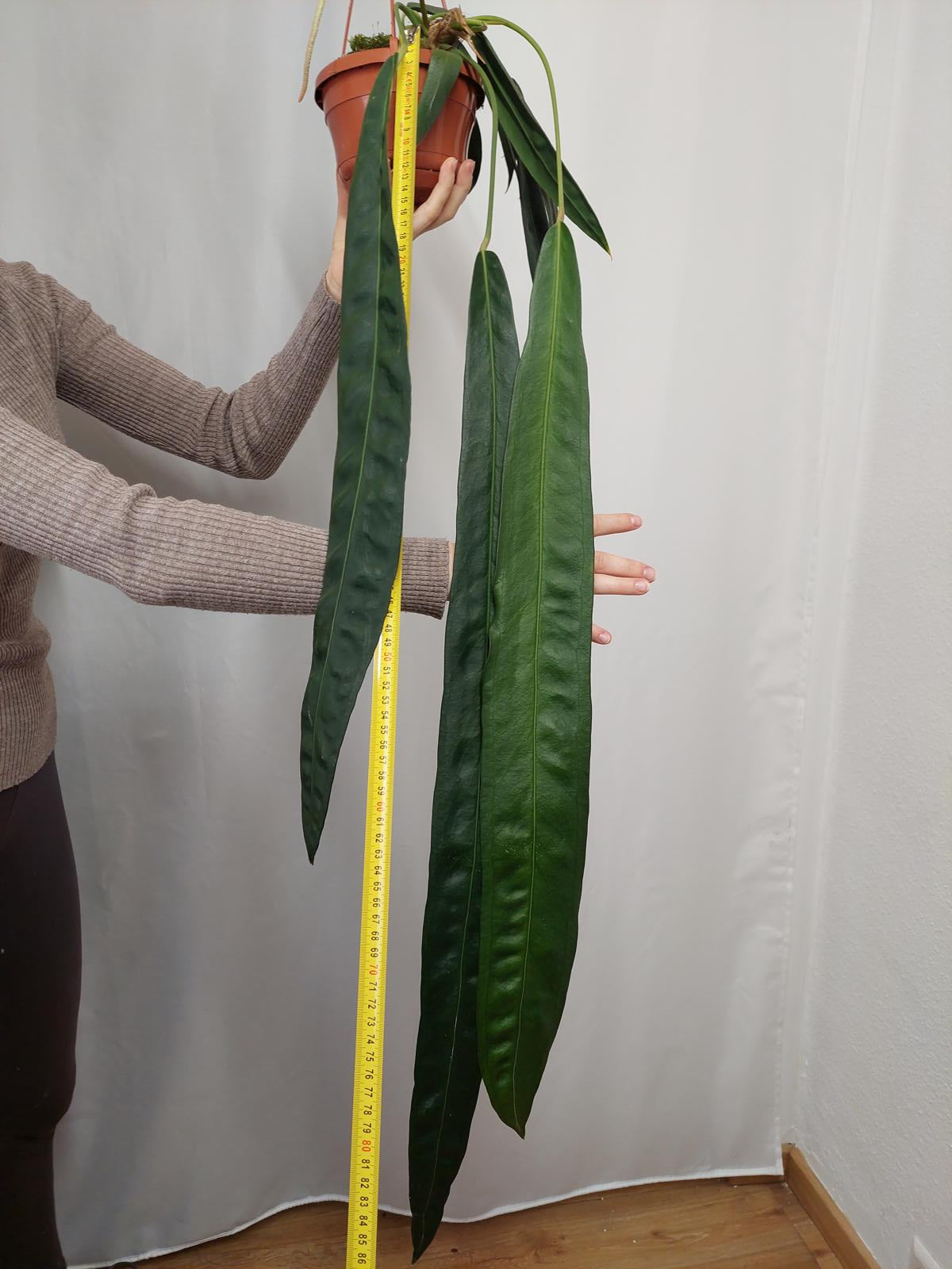 Anthurium Wendlingeri *bald verfügbar*