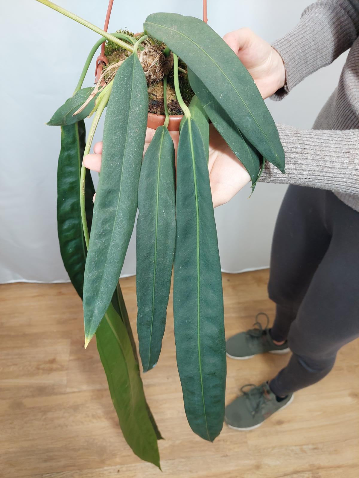 Anthurium Wendlingeri *bald verfügbar*