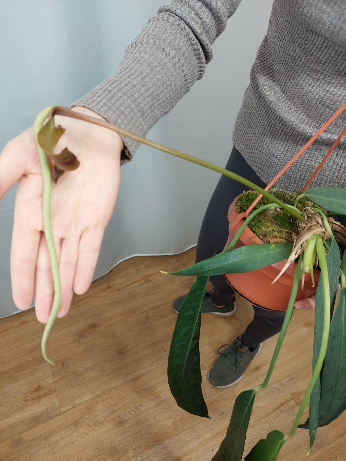 Anthurium Wendlingeri *bald verfügbar*