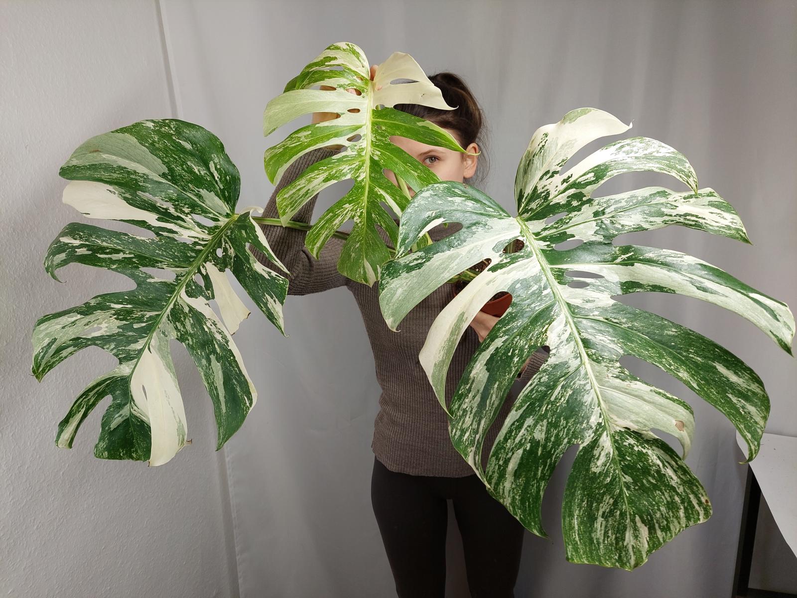 Monstera Variegata Adult