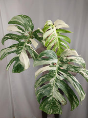 Monstera Variegata Adult