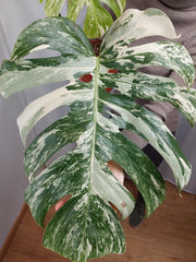 Monstera Variegata Adult