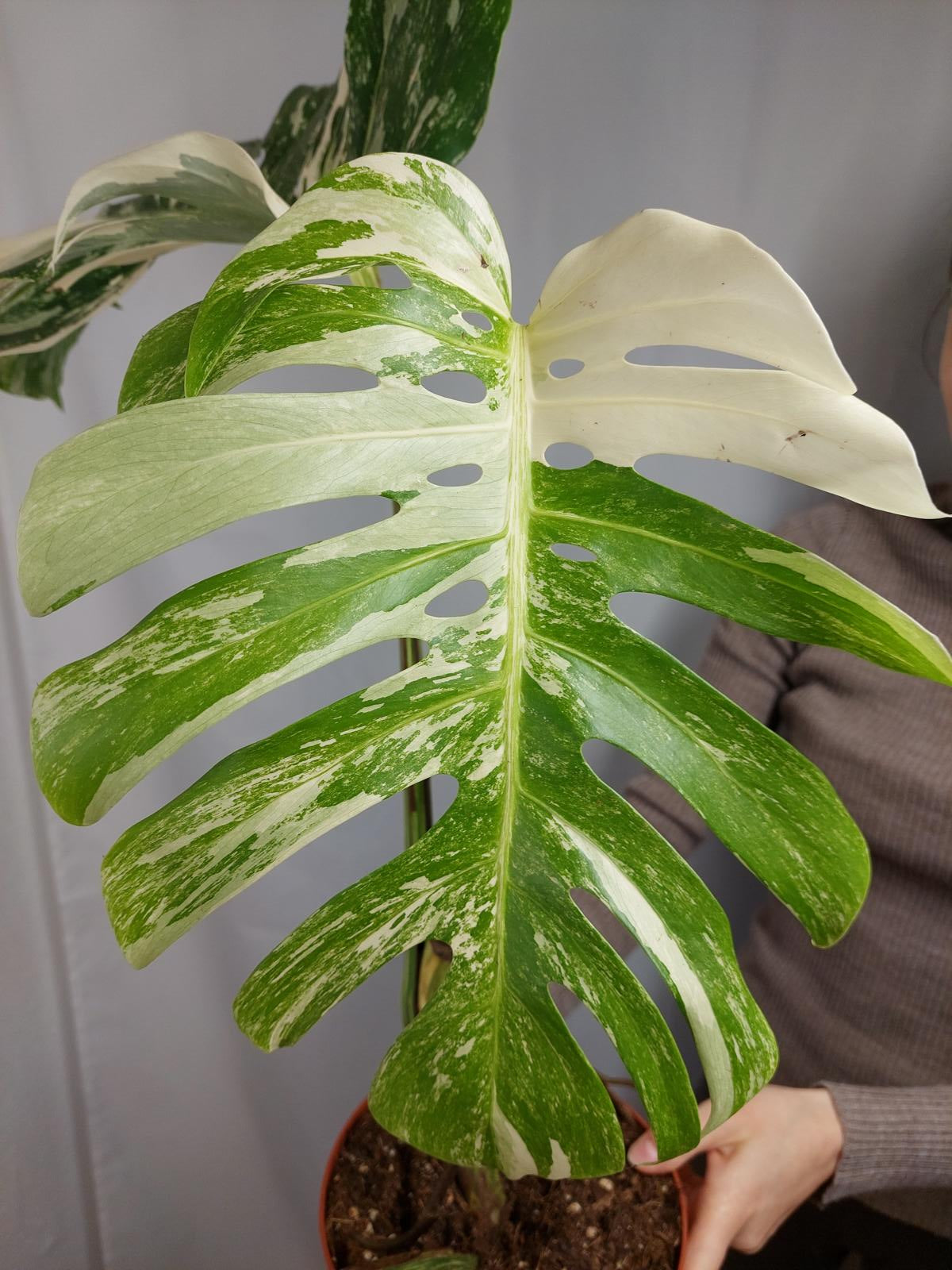 Monstera Variegata Adult