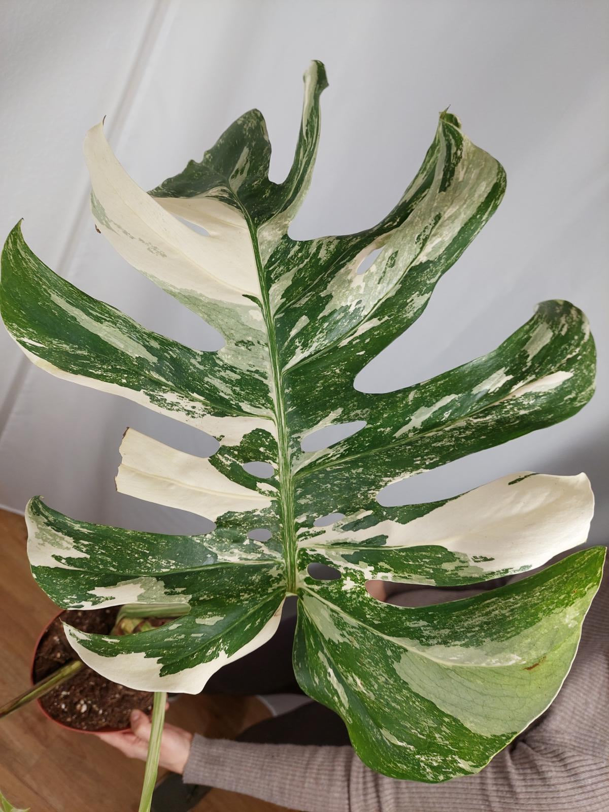 Monstera Variegata Adult