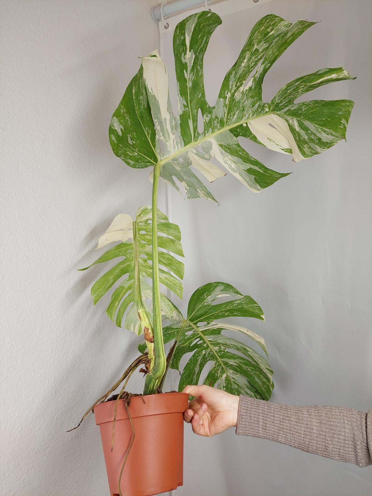 Monstera Variegata Adult